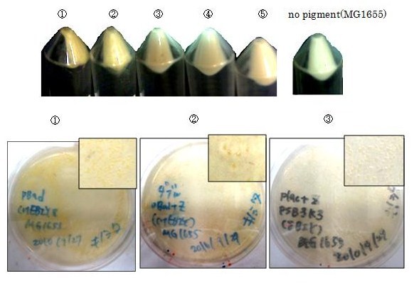 Fig. 1.1.8. zeaxanthin pellet and plate