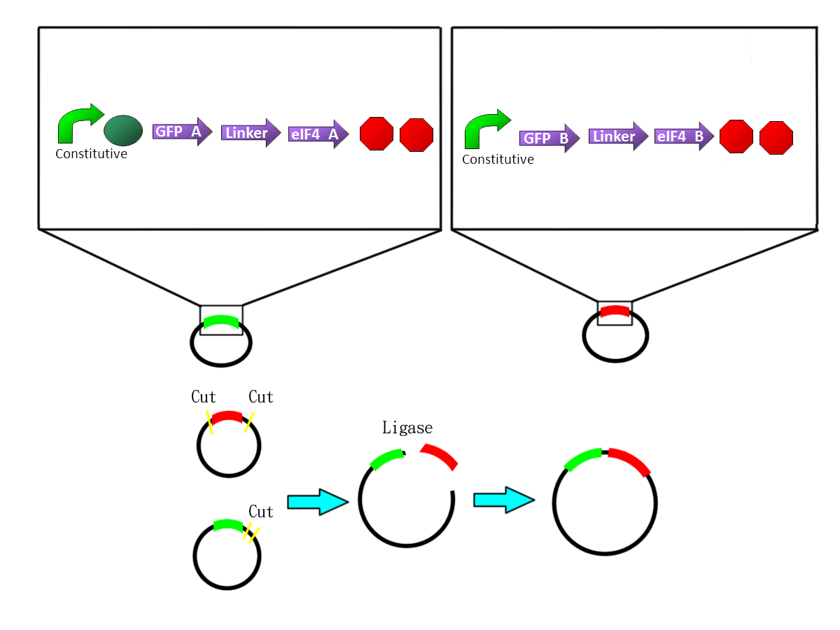 EGFP-eIF4A system on plasmid pSB1C3.