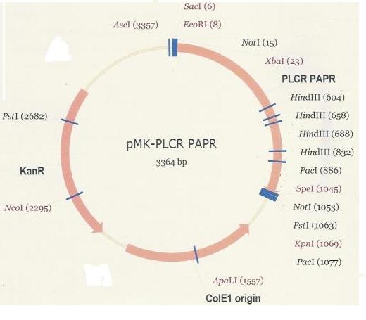 PlcR-PapR in recieved plasmid.JPG