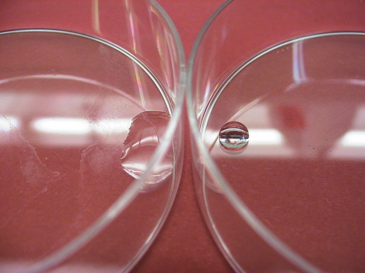 The normally hydrophobic surface of the petri dish on the left is made hydrophillic by coating it with purified chaplins as seen on the right.