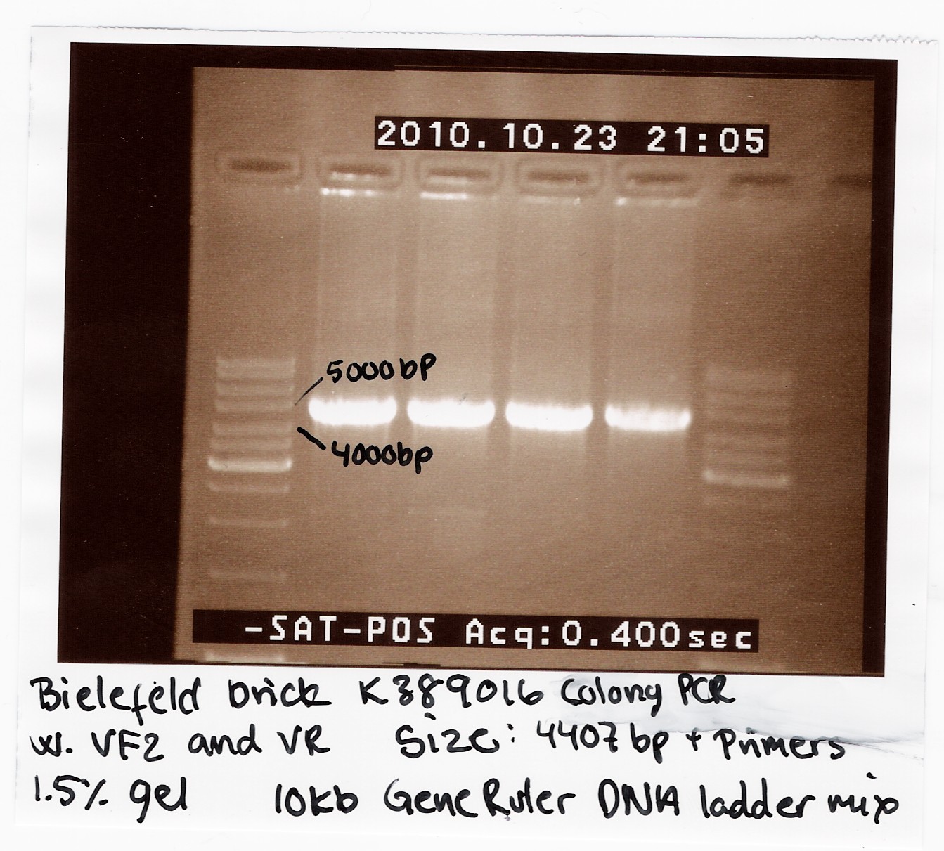 Team SDU-Denmark Bielefeld Colony PCR-1.jpg