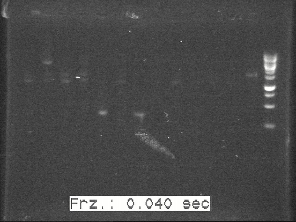 20100817 H3--H4 c-PCR 20100814.jpg
