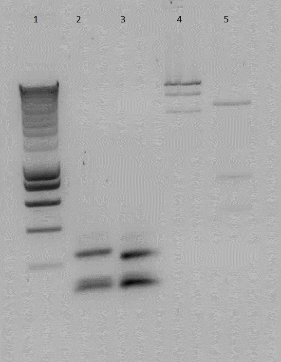 TU Delft 20100806 digestionoverlapping PCR.jpg