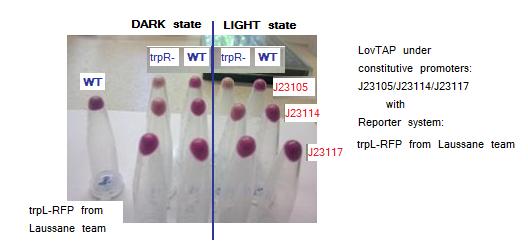 Testing LovTAP with Lausanne trpL+RFP reporter system in plasmid pSB1A2. The figure shows the pellets obtained from the cellular cultures. The non aligned tube at the left is a sample of WT cells harboring only trpL+RFP from Lausanne team construction.