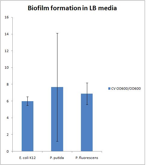 7-30-2010 Biofilm formation in LB media jpeg.jpg