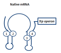 mRNA without Ribosome