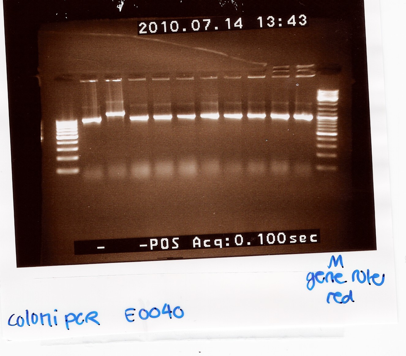 Team-SDU-Denmark-coloni PCR E0040 130710.jpg