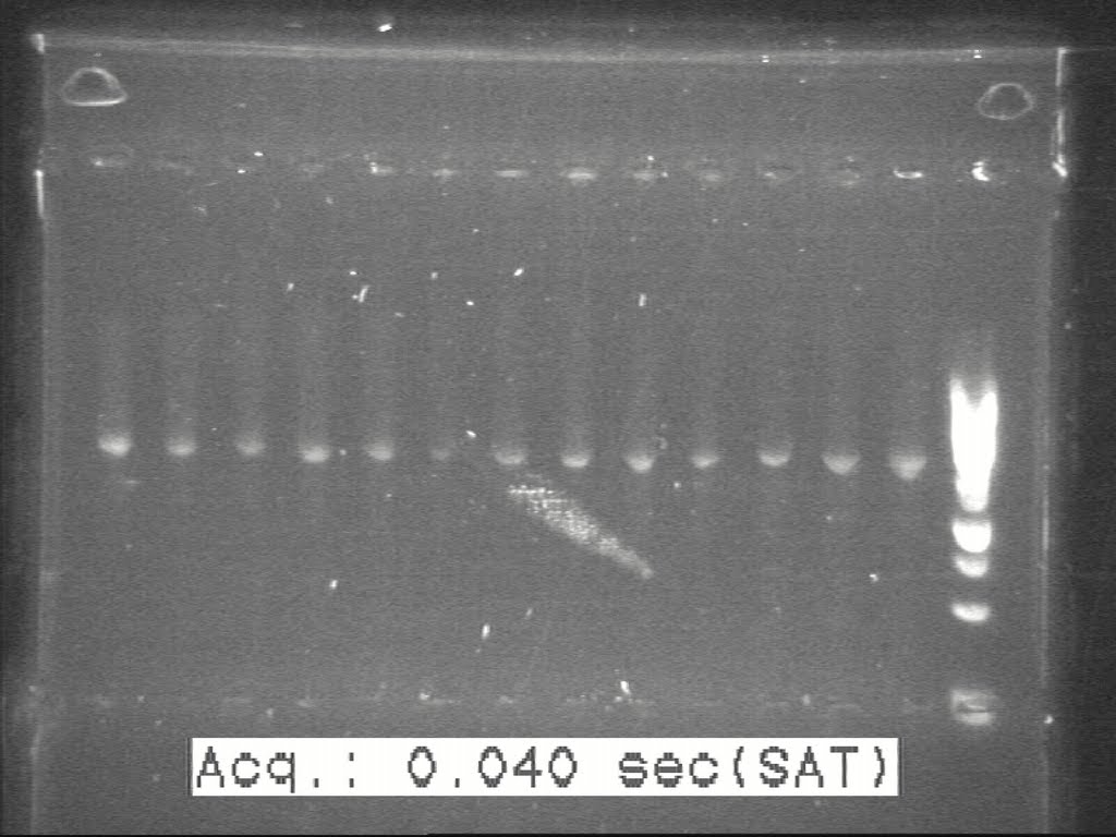20100817 H1-H2-H8 c-PCR 20100814(2).jpg