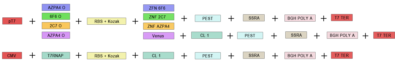 Figure 2: Scheme of cloning strategy for the represillator.