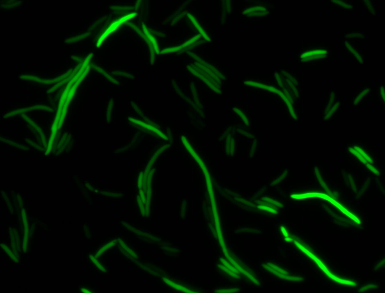 T0 HSP-GFP 6(FITC).jpg