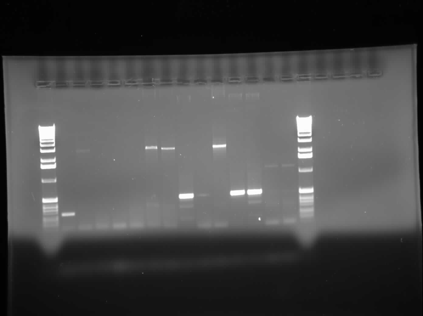 08.29.2010 Chris Colony PCR 3.jpg