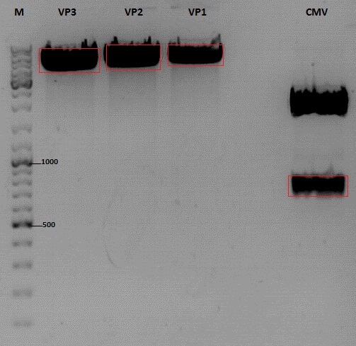Freiburg10 Cloning of CMV into pSB1C3 001 VP1-3.jpg