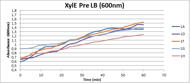 XylE pre LB (600).jpg