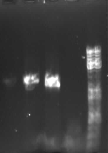 gel electrophoresis of 11, 12, 61 and 62
