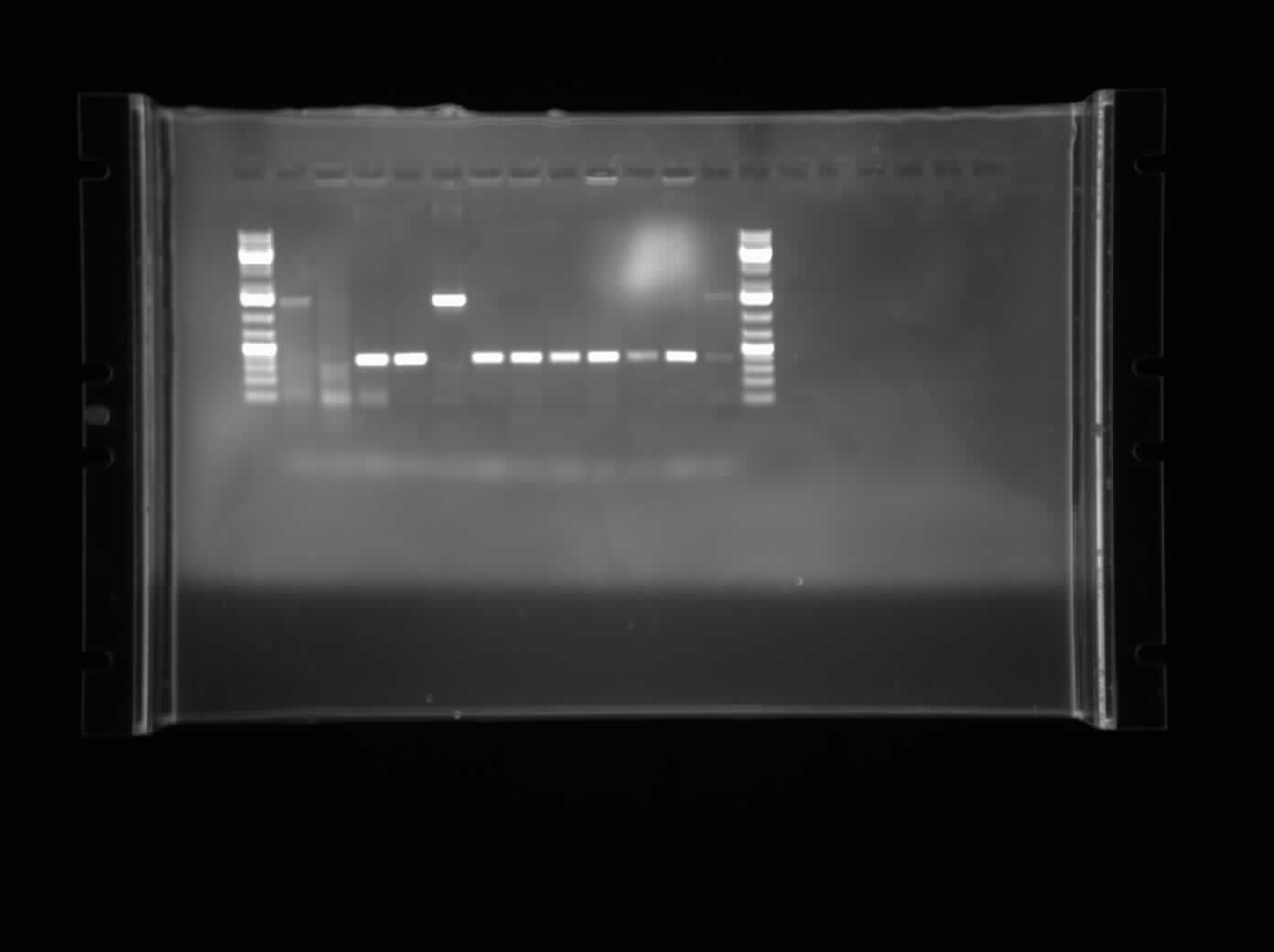 07.23.2010. CpxP Gradient PCR.jpg
