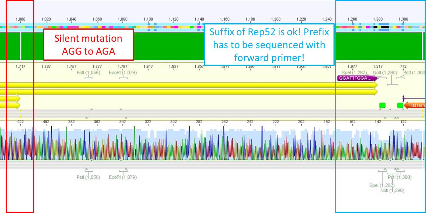 Freiburg10 Sequence analysis of pSB1C3 Rep52 14 08 2010.JPG