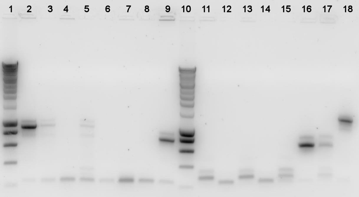 TU Delft Pi4 2010-08-04 Colony PCR.png