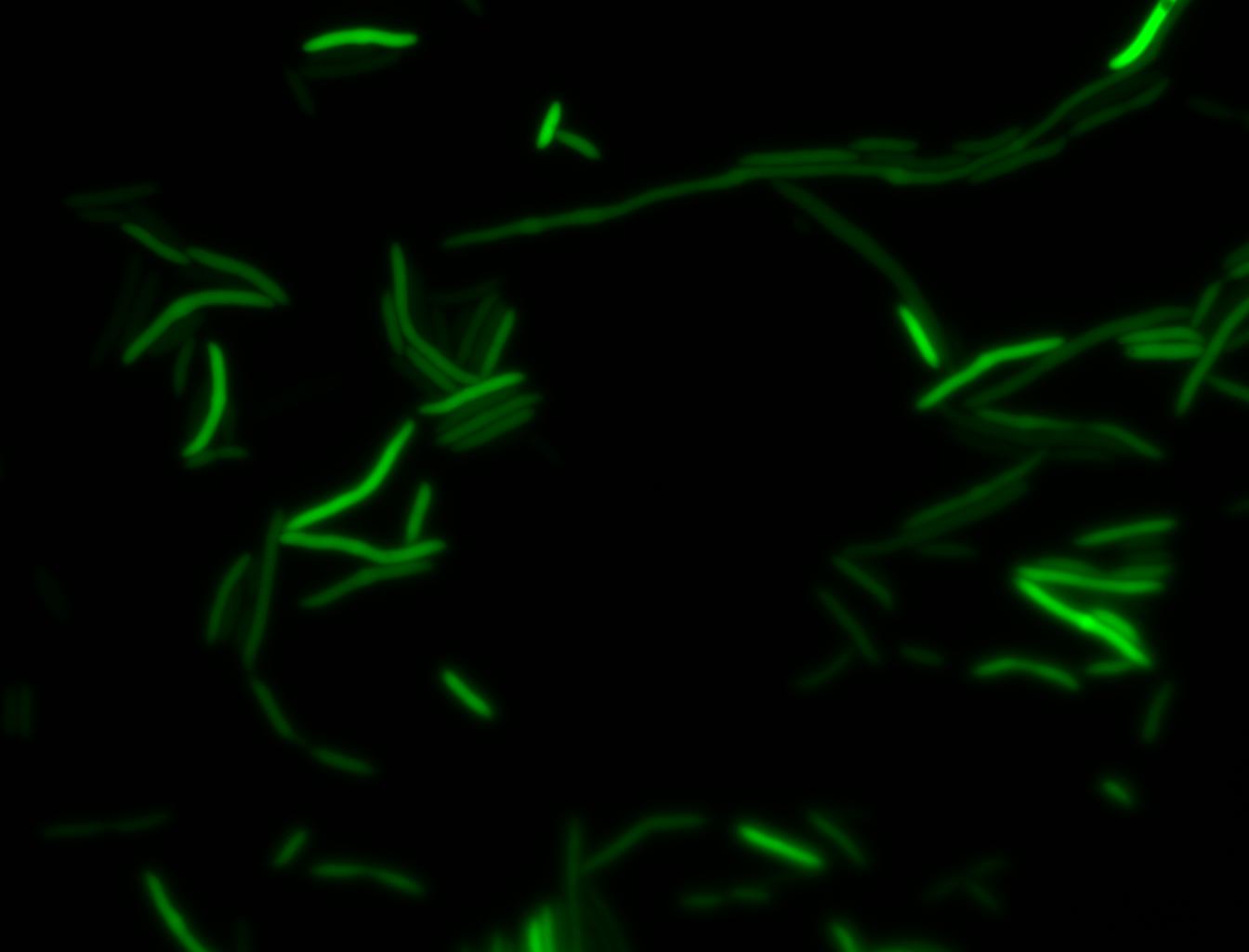 T0 HSP-GFP 4(FITC).jpg