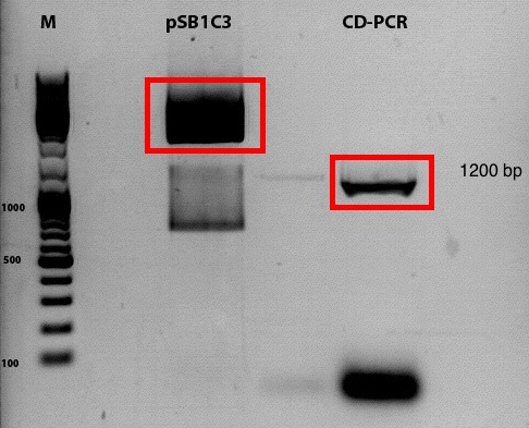 Freiburg10 PCR product and digested pSB1C3 vector.jpg