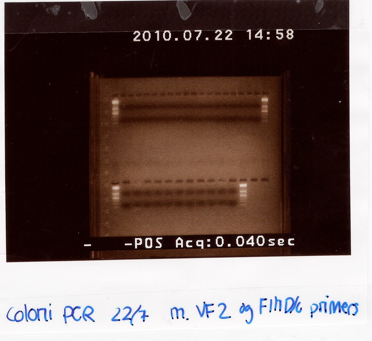 Team-SDU-Denmark-Coloni PCR 220710.jpg