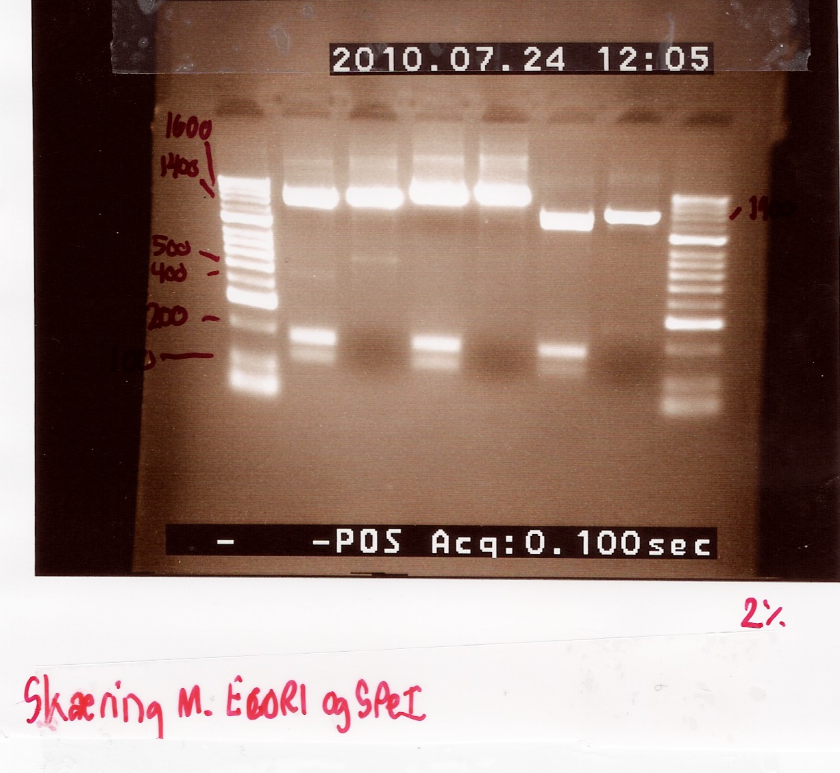 Team-SDU-Denmark-Digestion of coloni PCR product-1.jpg