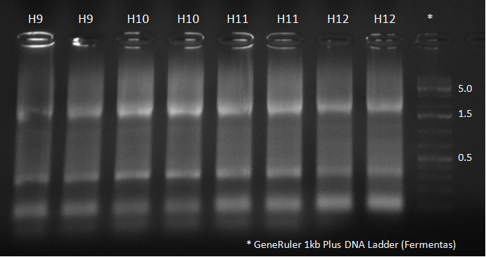 102310 H9-12 supern PCR.jpg