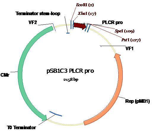 PlcR in PSB1C3.JPG