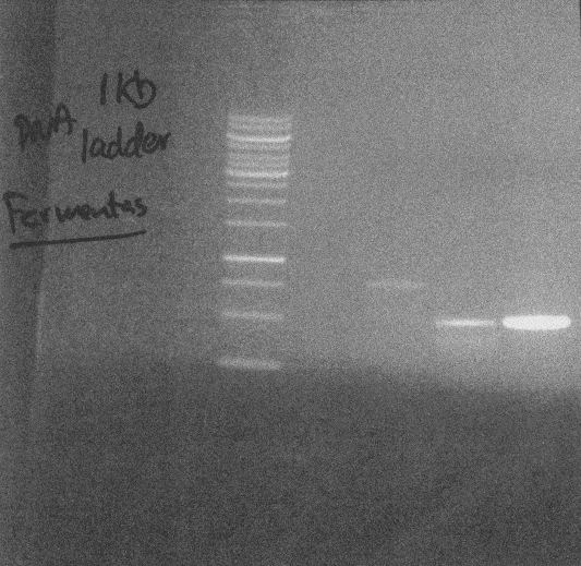 10 06 2010 Thu - PCR gel.png