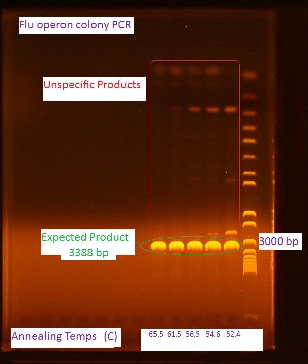 8-4-2010 PCR of flu operon.jpg