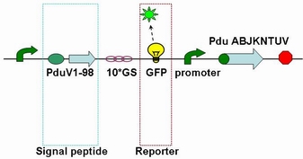 USTC2010 Fusion protein of V S & GFP.JPG