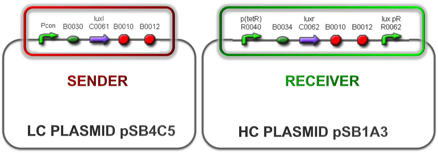 Figure 10 - Sender part in low copy number plasmid and receiver on high copy number plasmid