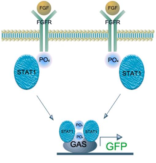 FGFR STAT1 pathway2.jpg