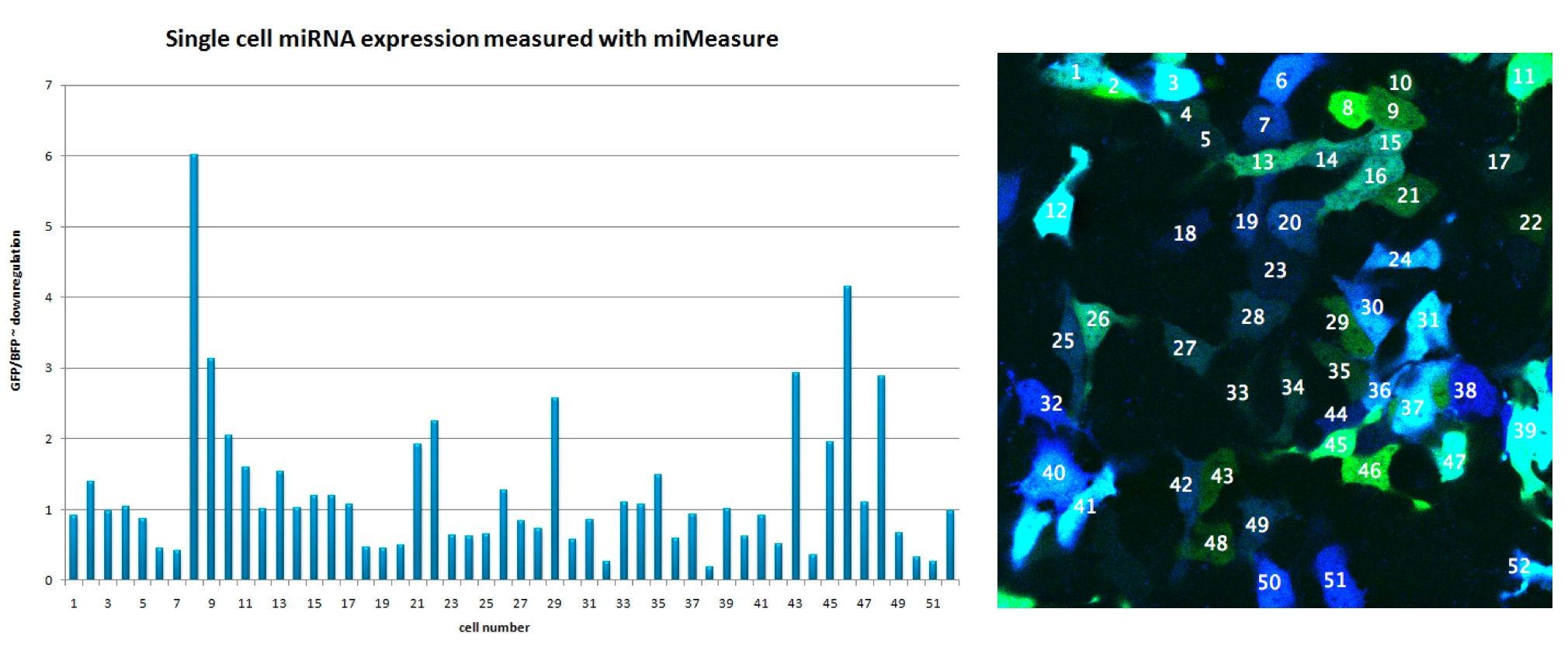 Figure 11: Single cell analysis of relative EGFP expression of transfected HuH7 cells by confocal microscopy analysis The numbers in the barplot correspond to the cells on the right image.
