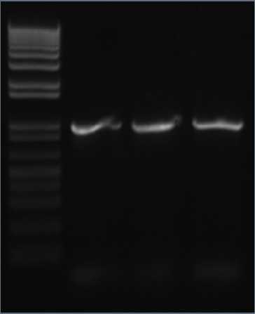 IC 10-08-22 PCR CWB x 3.jpg
