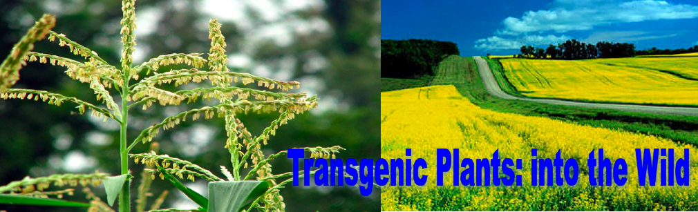 Transgenic Plants.png