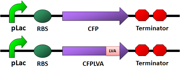 CFP&LVA.png