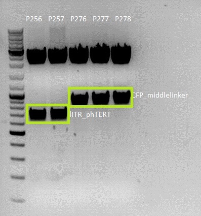 Freiburg10 04 08 2010 Test digestion of pSB1C3 lITR phTERT and pSB1C3 CFP middlelinker.jpg