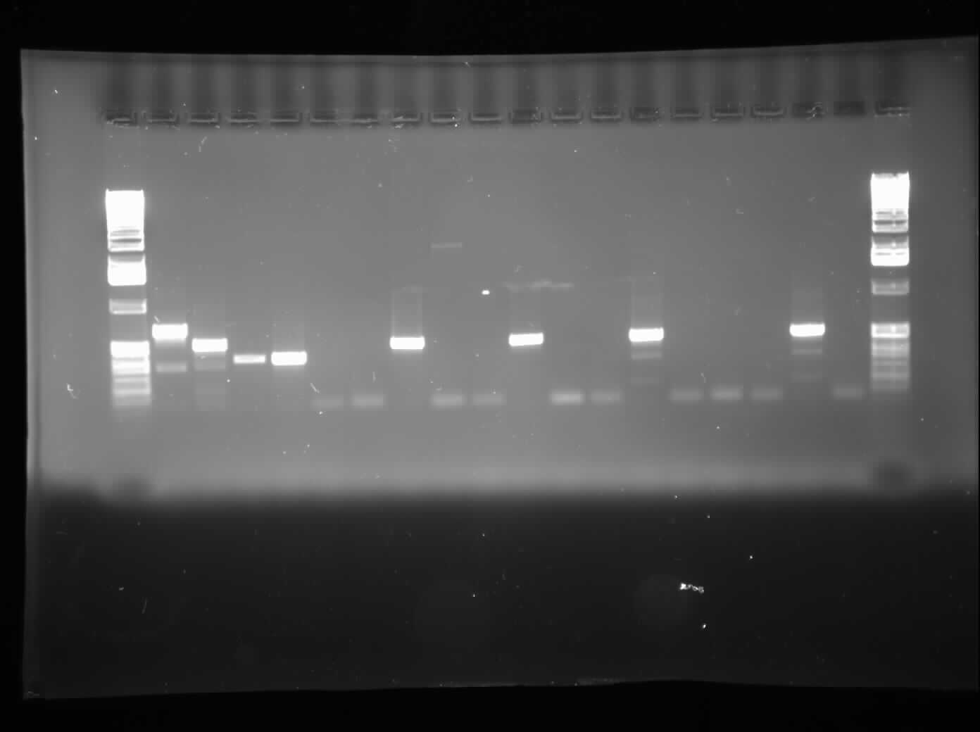 08.29.2010 Chris Colony PCR 2.jpg
