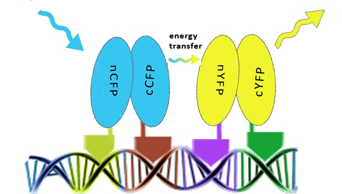 Schematic representation of the determination of the assembly of split fluorescent proteins along DNA in order to achieve the FRET effect.
