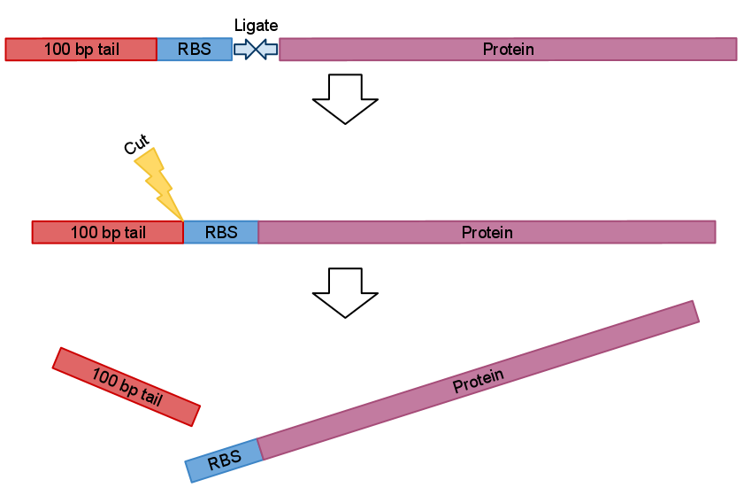HokkaidoU Japan PCR Protocol Fig5.png