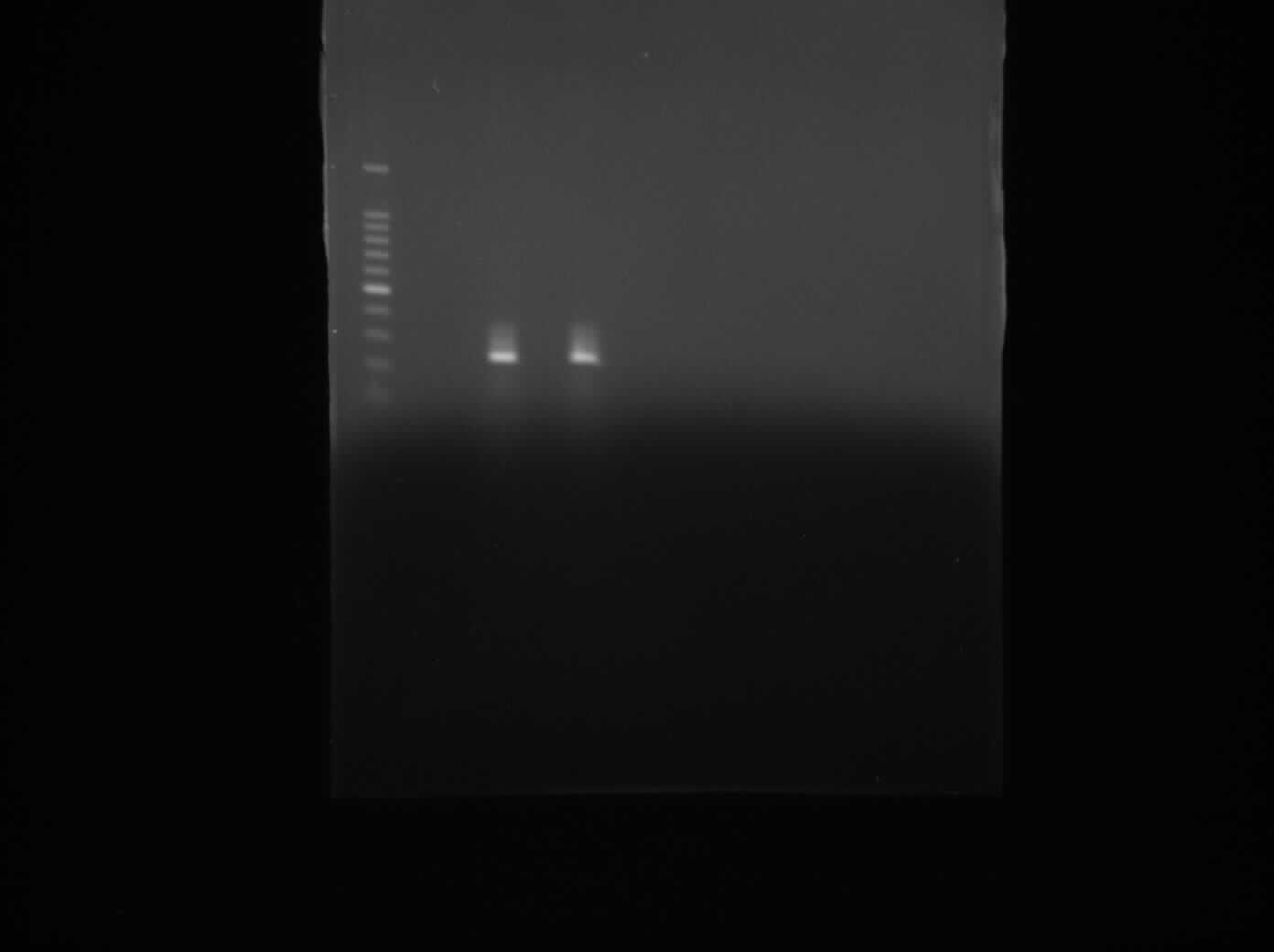Newcastle PCR gel.jpg