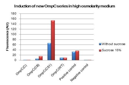 Figure 1. The induction of new OmpC series in high osmolarity medium