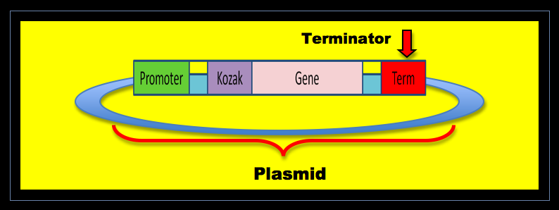 Final Plasmid header.png