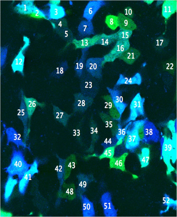 Single cellmiRNA expression cells.jpg