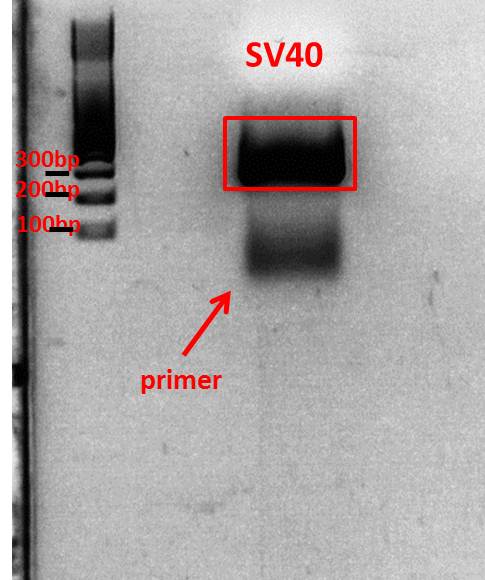 Freiburg10 PCR product SV40.jpg