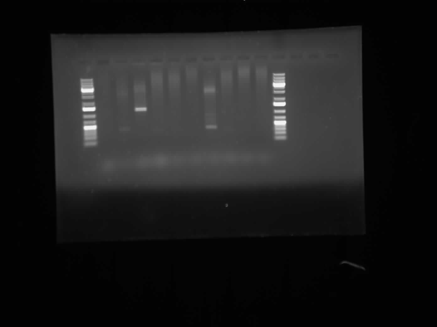 07.26.2010-CpxP PCR results.jpg