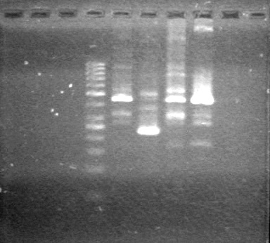 Lethbridge 100713JV PCR.JPG