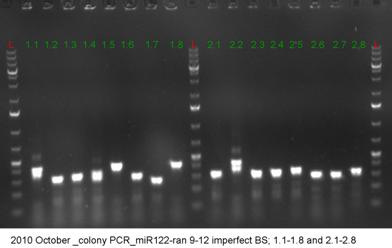 1.1-2.8 colony PCR miR122 9-12 ranomized.png