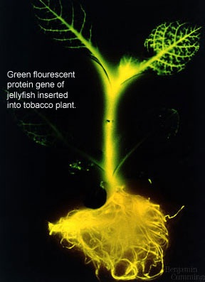 GFP tobacco plant.jpg