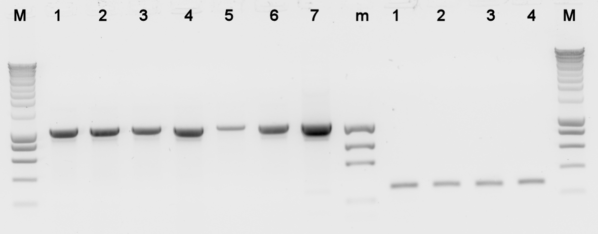 TU Delft Pi2 Colony PCR part 2.png